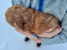 F1b Cockapoo puppy lovingly raised by Chesley Hill Cockapoos New York City's favorite Cockapoo puppy breeder with puppies for sale to families in NYC, Manhattan, Brooklyn, all of New England and the East Coast.