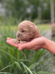 Cute as a button 2 week old male Cockapoo puppy being held by a woman during the puppy's outdoor photo shoot with a backdrop of green summer foliage and light blue skies.  He is being raised by Chesley Hill Cockapoos a family breeder of Cockapoo puppies located in New England providng happy and healthy Cockapoo puppies to loving families in Boston, MA, NH, VT, CT, RI, NY, NYC, ME, all of New England and the East Coast.