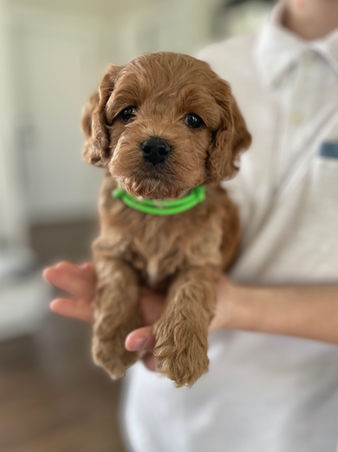 Apricot Cockapoo puppy looking oh so adorable as he poses for the camera for his 5 week phoot shoot at Chesley Hill Cockapoos, a boutique family breeder of Cockapoo puppies in New England, helping loving families thoughout Boston, Massachusetts, RI,CT, NYC, ME, NH, all on New England and the East Coast find their fur-ever Cockapoo puppy.