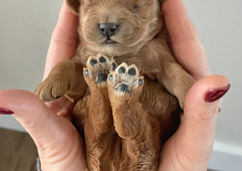 One week old, male apricot with white markings Cockapoo puppy being lovingly held for his first photo shoot.  Pups eyes are still closed and won't open until he's two weeks of age.  He is being raised by Chesley Hill Cockapoos a boutique Cockapoo family breeder located in NH, providing happy and healthy Cockapoo puppies to loving  families in Boston, NYC, all of New England and the East Coast.