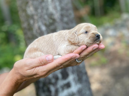 Buff female Cockapoo puppy lovingly posed for her two week photo shoot outside before moss covered tree and granite stone wall.  She and her littermates are being raised by Chesley Hill Cockapoos New England Cockapoo breeder, just north of Boston Massachusetts.