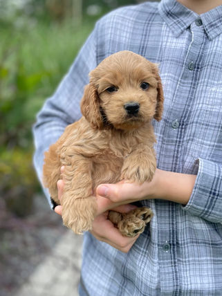 Handsome male Cockapoo puppy lovingly held for his 6 week photo shoot outdoors in NH. He is being lovingly raised by Chesley Hill Cockapoos family breeder of Cockapoo puppies in NH providing happy and healthy Cockapoo puppies to families in NH, MA, RI, CT, NYC, NJ, MD, FL, ME, VT, all of New England and the East Coast.