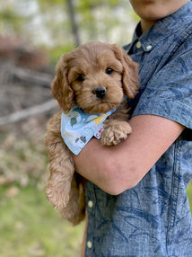 Adorable apricot female Cockapoo puppy enjoying the New Hampshire fresh air and sunshine during her 7 week outdoor photo shoot at Chesley Hill Cockapoos, New England's premier Cockapoo breeder. Chesley Hill Cockapoos lovingly raises Cockapoo puppies for families in Boston, MA, Newport, RI, Greenwich, CT, Westport, CT, Darien, CT, Wilton, CT, New Canaan, CT, Hartford, CT, Bridgeport CT, Manhattan, NY, Sandspoint, NY, Brooklyn, NY, New York City, NY, Portsmouth, NH, Washington DC, Rockville, MD, Bowie, MD, ME, VT, all of New England and the East Coast.