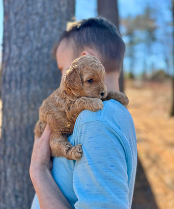 F1b Cockapoo puppy lovingly raised by Chesley Hill Cockapoos Massachusetts premier Cockapoo breeder with Cockapoo puppies for sale to families in MA, NH, NY, CT, MD, VA, NC, SC, GA, FL, CA, TX, OR, WA, UT all of New England and East Coast to West Coast