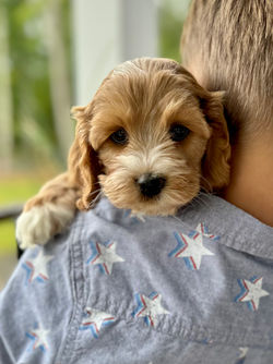 Adorable apricot with white markings F1 male Cockapoo puppy lovingly held during the puppies final photo shoot at Chesley Hill Cockapoos, Massachusetts premier Cockapoo breeder with Cockapoo puppies for sale to families in NH, ME, VT, CT, RI, NY, NYC, NJ, PA, MD, Washington DC, all of New England and the East Coast.