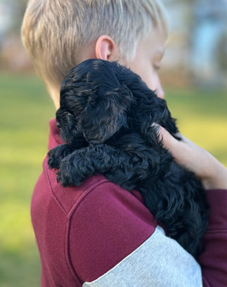 Handsome black F1 Cockapoo puppy for sale from Chesley Hill Cockapoos New Yorks premier Cockapoo breeder with Cockapoo puppies for sale to families in NH, ME, VT, CT, RI, NJ, NYC, NY, Philadelphia, PA, Washington DC, MD all of New England and the East Coast.
