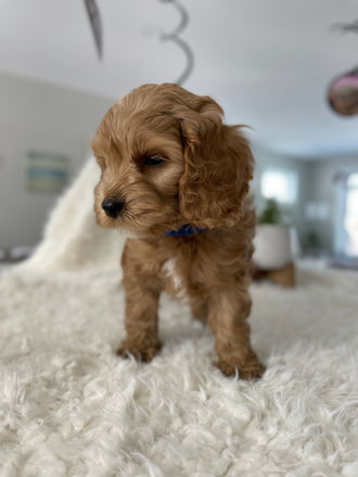 Adorable apricot with white markings male pup posing on a cream faux fur blanket during his last photo shoot at Chesley Hill Cockapoos, a family breeder of Cockapoo puppies located in NH and providing Cockapoo puppies to loving families in Boston, Massachusetts, all of New England and the East Coast.