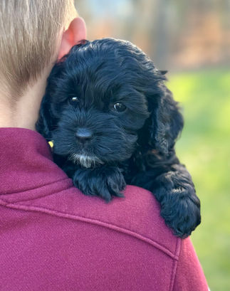 Beautiful black with white F1 Cockapoo puppy for sale from Chesley Hill Cockapoos Boston's premier Cockapoo breeder with Cockapoo puppies for sale to families in NH, ME, VT, CT, RI, NJ, NYC, NY, MA, Cape Cod, Boston, Philadelphia, PA, Washington DC, MD all of New England and the East Coast.