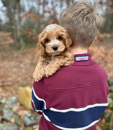 Apricot with white markings male Cockapoo puppy lovingly held by a young boy in a maroon and blue vineyard vines shirt while posing outdoors for the pups last photo shoot at Chesley Hill Cockapoos, New Hampshire Cockapoo breeder with Cockapoo puppies for sale to families in Boston, Cape Cod, Massachusetts, Manhattan, NYC, DUMBO, New York, Newport, Rhode Island, Hartford, Connecticut, Newark, New Jersey, Philadelphia, Pennsylvania, Portsmouth, New Hampshire, Vermont, Maine, Washington DC, Maryland, all of New England and the East Coast.