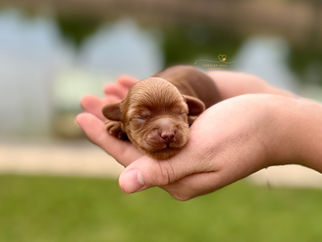 F1b female Cockapoo puppy Gherkin available in GA and nationwide from quality family breeder.