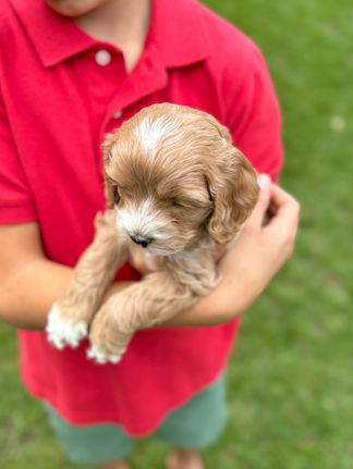 Handsome apricot with white markings F1 Cockapoo puppy lovingly held for his sunny summer 5 week puppy photo shoot at Chesley Hill Cockapoos NH Cockapoo breeder with Cockapoo puppies for sale to families in NH, MA, VT, CT, RI, ME, NJ, NY, PA, Washignton DC, MD, all of New England and the East Coast.