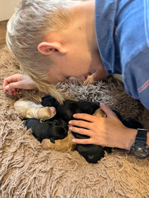 Newborn litter of Cockapoo puppies lovingly raised just hours away from New York City by Chesley Hill Cockapoos New Hampshire Cockapoo breeder with Cockapoo puppies for sale to families in NH, MA, VT, CT, RI, PA, NY, MD, ME, NJ, Washington DC, all of New England and the East Coast.