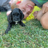 Cockapoo puppy lovingly raised in NH by Chesley Hill Cockapoos Connecticuts premier Cockapoos breeder with Cockapoo puppies for sale to families in Greenwich, CT, Boston, MA, Manhattan, NY, Philadelphia, PA, Jamestown, RI, Short Hills, NJ, Portsmouth, NH, Philadelphia, PA, NJ, ME, VT, MD, CA, UT, FL, OR, all of New England, East Coast to West Coast.