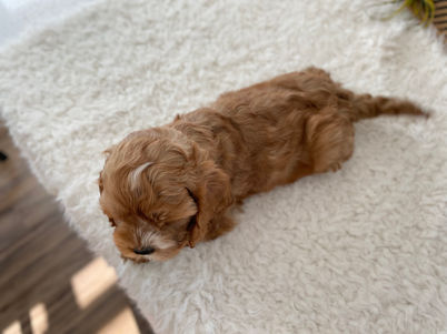 Handsome 8 week old apricot with white markings male Cockapoo puppy posing for the camera during his last photo shoot at Chesley Hill Cockapoos, a family breeder of Cockapoo puppies just north of Massachusetts, providing happy and healthy Cockapoo puppies to loving families all throughout New England and the East Coast.
