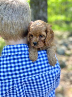 Petite and adorable apricot female Cockapoo puppy enjoying the NH fresh air and sunshine during her 8 week photo shoot at Chesley Hill Cockapoos, New England's premier Cockapoo breeder. Chesley Hill Cockapoos lovingly raises Cockapoo puppies for families in Boston, MA, Newport, RI, Greenwich, CT, Wesport, CT, Darien, CT, Wilton, CT, New Canaan, CT, Hartford, CT, Bridgeport CT, Manhattan, NY, Sandspoint, NY, Brooklyn, NY, Portsmouth, NH, ME, VT, all of New England and the East Coast.