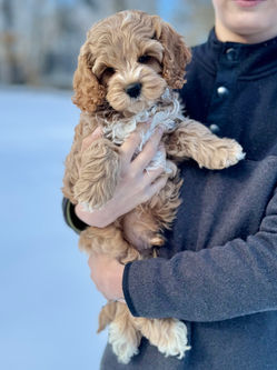 Handsome male Cockapoo puppy lovingly held in the hands of a young boy for the pups final photo shoot at Chesley Hill Cockapoos, New England Cockapoo breeder with Cockapoo puppies for sale to families in New York, Massachusetts, Rhode Island, Connecticut, Newark, Maine, New Hampshire, Vermont, Washington DC, Maryland, Philadelphia, all of New England and the East Coast.
