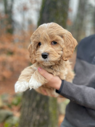 Handsome 8 week old cream with white markings male Cockapoo puppy lovingly held by a young boy during the pups outdoor photo shoot with backdrop of beautiful trees and fallen leaves.  He is being raised by Chesley Hill Cockapoos, New England Cockapoo breeder raising happy and healthy Cockapoo puppies for loving families in NH, MA, RI, CT, NJ, ME, VT, NY, Boston, New York City, Washington DC, all of New England and the East Coast.
