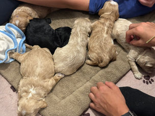 Chesley Hill Cockapoos NH's premier NH Cockapoo breeder is excited to announce the arrival of their newest F1 Cockapoo puppy litter. Chesley Hill Cockapoos will have Cockapoo puppies for sale for loving families in NH, MA, NY, CT, RI, VT, ME, MD, PA, all of New England and the East Coast.