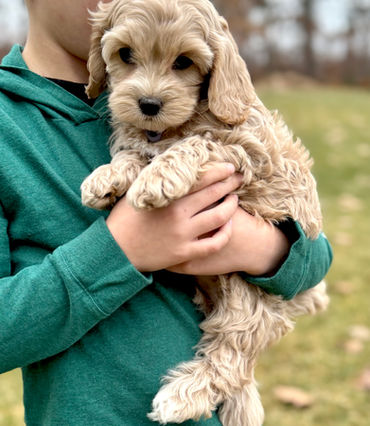 Buff with white markings female Cockapoo puppy lovingly held by a young boy in a green vineyard vines shirt while posing outdoors for the pups last photo shoot at Chesley Hill Cockapoos, New Hampshire Cockapoo breeder with Cockapoo puppies for sale to families in Boston, Cape Cod, Massachusetts, Manhattan, NYC, DUMBO, New York, Newport, Rhode Island, Hartford, Connecticut, Newark, New Jersey, Philadelphia, Pennsylvania, Portsmouth, New Hampshire, Vermont, Maine, Washington DC, Maryland, all of New England and the East Coast.