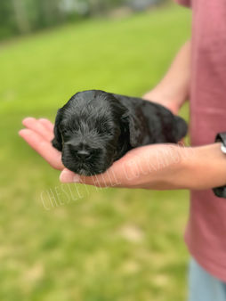 Adorable black female F1 Cockapoo puppy lovingly raised by Chesley Hill Cockapoos NYC's premier Cockapoo breeder with Cockapoo puppies for sale to families in NY, ME, CT, RI, NH, MD, VA, NJ, VT, PA, all of New England, the East and West Coast.