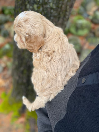 Handsome 8 week old cream with white markings male Cockapoo puppy lovingly held by a young boy during the pups outdoor photo shoot with backdrop of beautiful trees and fallen leaves.  He is being raised by Chesley Hill Cockapoos, New England Cockapoo breeder raising happy and healthy Cockapoo puppies for loving families in NH, MA, RI, CT, NJ, ME, VT, NY, Boston, New York City, Washington DC, all of New England and the East Coast.