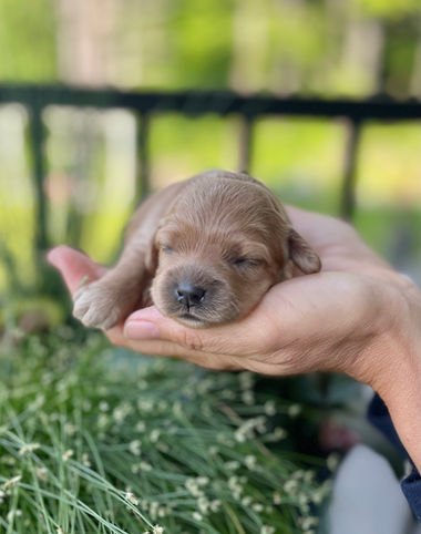 One week old female apricot Cockapoo puppy held lovingly in a woman's hands for an outdoor photo shoot with a backdrop of vibrant greens, pinks, red and purple flowers and bright sunshine.  The pup is being raised as part of the Chesley Hill Cockapoos family, a New England Cockapoo breeder providing happy and healthy Cockapoo puppies to loving families in NH, VT, CT, ME, MA, Boston, RI, NY, NYC, all of New England and the East Coast.