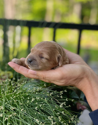 One week old female apricot Cockapoo puppy held lovingly in a woman's hands for an outdoor photo shoot with a backdrop of vibrant greens, pinks, red and purple flowers and bright sunshine.  The pup is being raised as part of the Chesley Hill Cockapoos family, a New England Cockapoo breeder providing happy and healthy Cockapoo puppies to loving families in NH, VT, CT, ME, MA, Boston, RI, NY, NYC, all of New England and the East Coast.