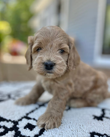 Handsome 4 week old apricot male Cockapoo puppy posed outside on a beautiful sunny day with summer greens as the backdrop.  He is being lovingly raised by Chesley Hill Cockapoos a family breeder of Cockapoo puppies in NH, just north of Boston.  We provide happy and healthy Cockapoo puppies to loving families in Boston, MA, NH, ME, VT, CT, RI, MD, all fo New England and the East Coast.