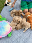 Cockpoo puppies enjoying time outside in NH while in the loving care of Chesley Hill Cockapoos, New England Cockapoo Breeder, providing happy and healthy Cockapoo puppies to loving families in CT, RI, VT, MD, NY, NYC, MA, NH, all of New England and the East Coast.