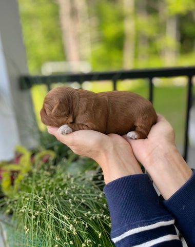 One week old female apricot Cockapoo puppy held lovingly in a woman's hands during the puppies outdoor photo shoot with a backdrop of vibrant greens, pinks, red and purple flowers and bright sunshine.  The pup is being raised as part of the Chesley Hill Cockapoos family, a New England Cockapoo breeder providing happy and healthy Cockapoo puppies to loving families in NH, VT, CT, ME, MA, Boston, RI, NY, NYC, all of New England and the East Coast.