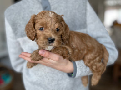 Apricot with white markings Cockapoo puppy enjoying her 5 week photo shoot while being lovingly raised by Chesley Hill Cockapoos a  family breeder of Cockapoo puppies in New England.