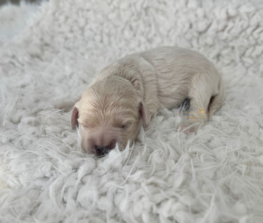 Cockapoo puppy lovinlgy raised in NH by Chesley Hill Cockapoos Florida's premier Cockapoo breeder with Cockapoo puppies for sale to families in FL, GA, SC, NC, MD, VA, NY, CT, NH, MA, CA, TX, OR, UT, WA all of New England and East Coast to West Coast