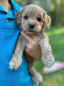 Handsome male F1 Cockapoo puppy lovingly held by a little boy outdoors in NH on a lovely fall day. The pup is being raised by Chesley Hill Cokapoos, New England's premier Cockapoo breeder raising Cockapoo puppies for families in Connecticut, Rhode Island, New York, Maine, New Hampshire, Vermont, Maine, New Jersey, Washington DC, Maryland, all of New England and the East Coast.