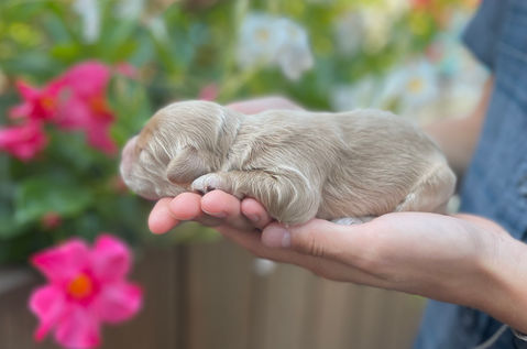 Adorable cockapoo puppy lovingly raised in NH by Chesley Hill Cockapoos, New England Cockapoo breeder with Cockapoo puppies for sale in New Hampshire, Massachusetts, Connecticut, New York, NYC, Philadelphia, New Jersey, Rhode Island, Maine, Vermont, Maryland, Washington DC and all of New England.