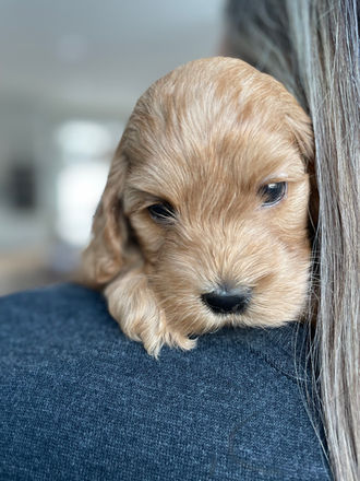 Female apricot cockapoo puppy lovingly posed and held for her 5 week photo shoot at Chesley Hill Cockapoos a family breeder of Cockapoo puppies just north of Boston.