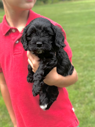 Handsome black with white markings F1 Cockapoo puppy lovingly held for his sunny summer 5 week puppy photo shoot at Chesley Hill Cockapoos NH Cockapoo breeder with Cockapoo puppies for sale to families in NH, MA, VT, CT, RI, ME, NJ, NY, PA, Washignton DC, MD, all of New England and the East Coast.