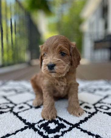 Handsome 4 week old apricot male Cockapoo puppy posed outside on a beautiful sunny day with summer greens as the backdrop.  He is being lovingly raised by Chesley Hill Cockapoos a family breeder of Cockapoo puppies in NH, just north of Boston.  We provide happy and healthy Cockapoo puppies to loving families in Boston, MA, NH, ME, VT, CT, RI, MD, all of New England and the East Coast.