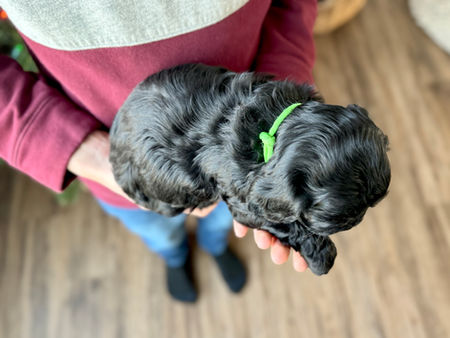 F1 Cockapoo puppy lovingly held by a young boy for the pups 4 weeks photo shoot at Chesley Hill Cockapoos, NH premier Cockapoo puppy breeder with Cockapoo puppies for sale to loving families in Boston, Cape Cod, Massachusetts, Manhattan, Brooklyn, New York City, New York, Newport, Rhode Island, Porstmouth, New Hampshire, Hartford, Connecticut, Maine, Vermont, Philadelphia, PA, Washington DC, Virginia all of New England and the East Coast.