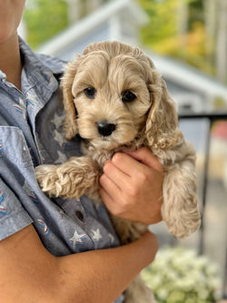 Adorable apricot with white markings F1 male Cockapoo puppy lovingly held by a young boy during the puppies final photo shoot at Chesley Hill Cockapoos, Massachusetts premier Cockapoo breeder with Cockapoo puppies for sale to families in NH, ME, VT, CT, RI, NY, NYC, NJ, PA, MD, Washington DC, all of New England and the East Coast.