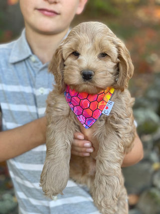 Adorable Cockapoo puppy in the arms of a young boy for the pups final photo shoot at Chesley Hill Cockapoos, New England breeder of Cockapoo puppies for families in Massachusetts, Boston, Cape Cod, New York, Manhattan, Brooklyn, New Jersey, Newark, Connecticut, Hartford, Bridgeport, New Hampshire, Portsmouth, Vermont, Maine, Philadelphia, Washington DC, Maryland, all of New England and the East Coast.