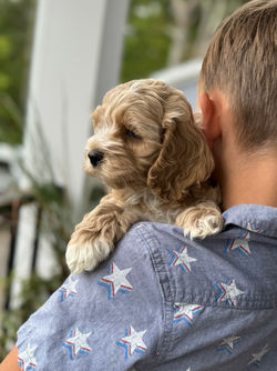 Adorable apricot with white markings F1 male Cockapoo puppy lovingly held by a young boy during the puppies final photo shoot at Chesley Hill Cockapoos, Massachusetts premier Cockapoo breeder with Cockapoo puppies for sale to families in NH, ME, VT, CT, RI, NY, NYC, NJ, PA, MD, Washington DC, all of New England and the East Coast.
