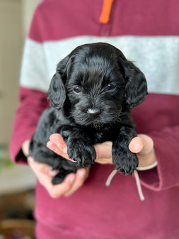 F1 Cockapoo puppy lovingly held by a young boy for the pups 4 weeks photo shoot at Chesley Hill Cockapoos, NH premier Cockapoo puppy breeder with Cockapoo puppies for sale to loving families in Boston, Cape Cod, Massachusetts, Manhattan, Brooklyn, New York City, New York, Newport, Rhode Island, Porstmouth, New Hampshire, Hartford, Connecticut, Maine, Vermont, Philadelphia, PA, Washington DC, Virginia all of New England and the East Coast.