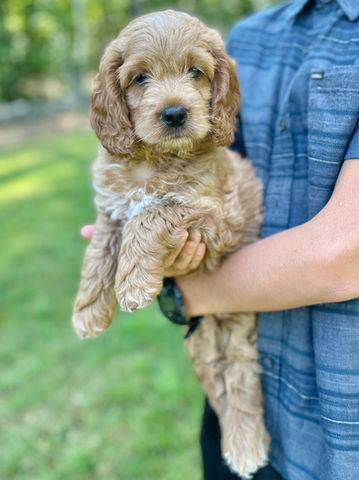 Handsome apricot with white markings male 7 week old Cockapoo puppy lovingly held by a young blonde boy during the his last photo shoot before heading to his forever home.  He is part of the Chesley Hill Cockapoos family, a Cockapoo breeder in New England providing happy and healthy Cockapoo puppies to loving families in Boston, MA, NH, RI, CT, VT, NYC, NY, all of New England and the East Coast.
