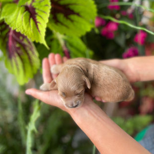 Dark apricot one week old male Cockapoo puppy lovingly held by a young boy during the pups one week photo shoot outdoors posed before plants in hues of pink, red and green. The puppy and his littermates are being raised by Chesley Hill Cockapoos a Cockapoo breeder just north of Massachusetts, providing happy and healthy Cockapoo puppies to loving families in NYC, Boston, MA, CT, RI, NH, VT, MD, FL, NC, CA, ME, all of New England and the East Coast.