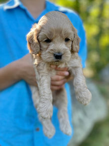 Handsome male F1 Cockapoo puppy lovingly held by a little boy outdoors in NH on a lovely fall day. The pup is being raised by Chesley Hill Cokapoos, New England's premier Cockapoo breeder raising Cockapoo puppies for families in Connecticut, Rhode Island, New York, Maine, New Hampshire, Vermont, Maine, New Jersey, Washington DC, Maryland, all of New England and the East Coast.