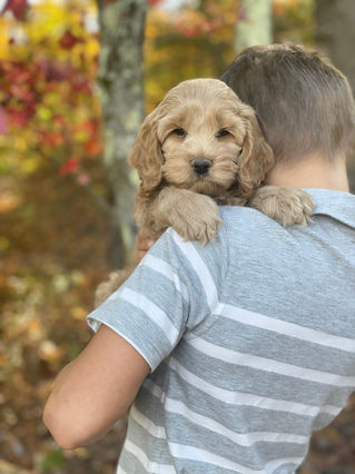 Adorable Cockapoo puppy in the arms of a young boy for the pups final photo shoot at Chesley Hill Cockapoos, New England breeder of Cockapoo puppies for families in Massachusetts, Boston, Cape Cod, New York, Manhattan, Brooklyn, New Jersey, Newark, Connecticut, Hartford, Bridgeport, New Hampshire, Portsmouth, Vermont, Maine, Philadelphia, Washington DC, Maryland, all of New England and the East Coast.