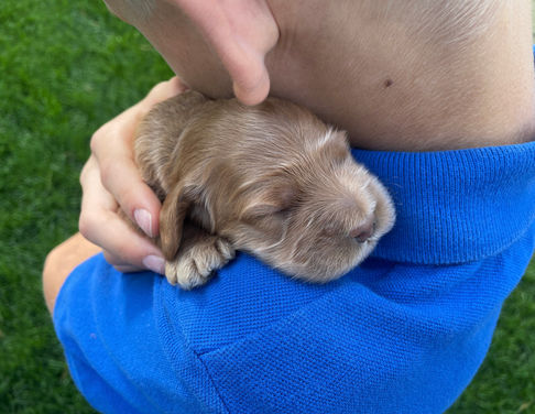 Cockapoo puppy lovingly held in a woman's hands while posed outside at their home in NH. The Cockapoo puppy is being raised by Chesley Hill Cockapoos, NH family breeder of Cockapoo puppies for families in Massachusetts, New York, Connecticut, Rhode Island, Washington DC, Virginia, New Jersey, Maine, New Hampshire, Vermont, all of New England and the East Coast.