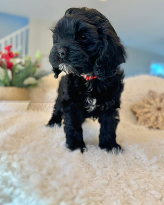 Adorable F1 Cockapoo puppy having a Christmas themed final photo shoot at Chesley Hill Cockapoos New York City's premier Cockapoo breeder with Cockapoo puppies for sale to families in CT, NY, NJ, PA, RI, ME, MA, VT, NH, MD, Washington DC, CA, FL, all of New England and the East Coast.