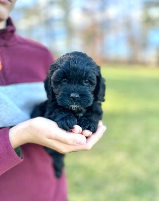 Beautiful black with white F1 Cockapoo puppy for sale from Chesley Hill Cockapoos Boston's premier Cockapoo breeder with Cockapoo puppies for sale to families in NH, ME, VT, CT, RI, NJ, NYC, NY, MA, Cape Cod, Boston, Philadelphia, PA, Washington DC, MD all of New England and the East Coast.