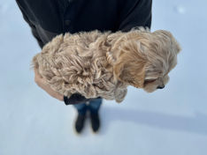 Handsome male Cockapoo puppy lovingly held in the hands of a young boy for the pups final photo shoot at Chesley Hill Cockapoos, New England Cockapoo breeder with Cockapoo puppies for sale to families in New York, Massachusetts, Rhode Island, Connecticut, Newark, Maine, New Hampshire, Vermont, Washington DC, Maryland, Philadelphia, all of New England and the East Coast.